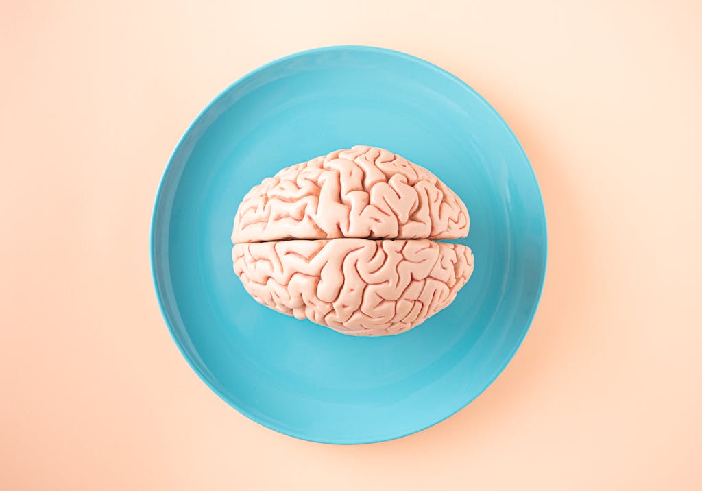 Brain Model on Plate